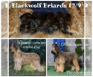 Mother of the Briard puppies born on 12/09/2019