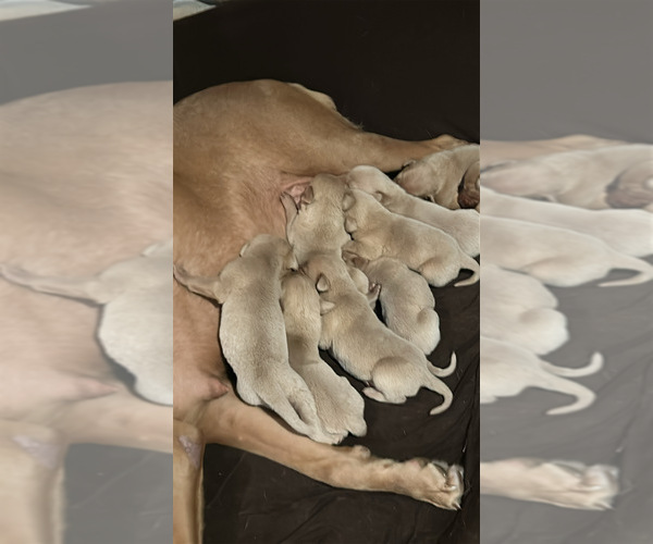 Medium Photo #18 Labrador Retriever Puppy For Sale in LEASBURG, MO, USA