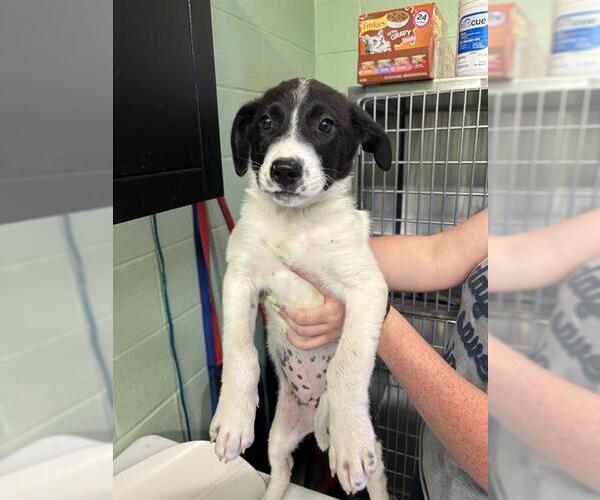 Medium Photo #1 Siberian Husky-Unknown Mix Puppy For Sale in Grand Prairie, TX, USA