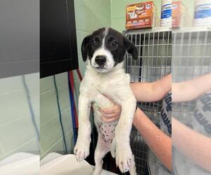 Siberian Husky-Unknown Mix Dogs for adoption in Grand Prairie, TX, USA