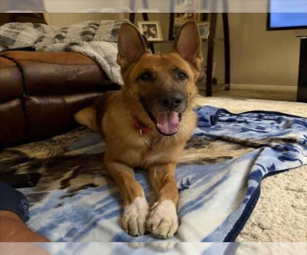 Medium Photo #2 German Shepherd Dog-Unknown Mix Puppy For Sale in Las Vegas, NV, USA
