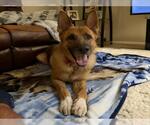 Small Photo #2 German Shepherd Dog-Unknown Mix Puppy For Sale in Las Vegas, NV, USA