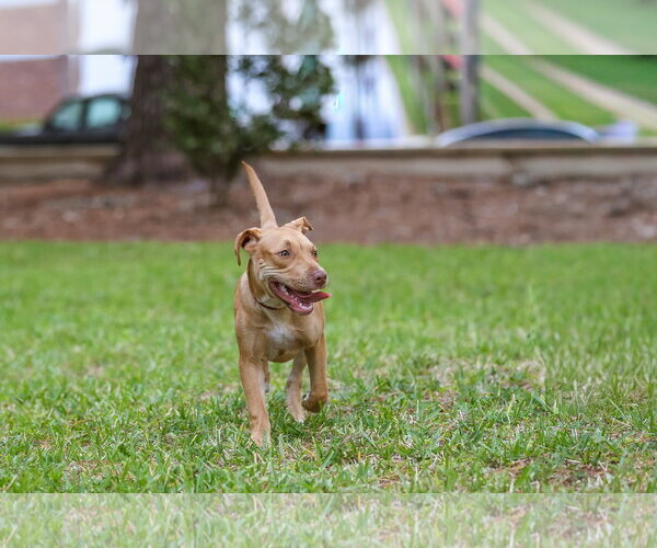 Medium Photo #5 Mutt Puppy For Sale in  Gainesville, FL, USA