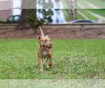 Small #4 Mutt
