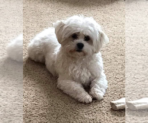 Father of the Cock-A-Tzu puppies born on 09/11/2026
