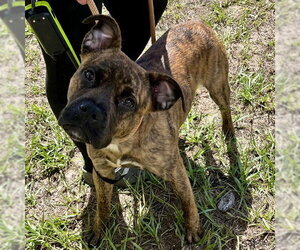 Boxer-Unknown Mix Dogs for adoption in Tavares, FL, USA