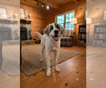 Small #2 Great Pyrenees Mix
