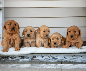 Golden Retriever Litter for sale in NAPPANEE, IN, USA