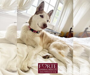 Mabel - Female Siberian Husky Dog for Adoption - Photo #4