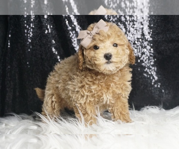 Medium Photo #21 Maltipoo Puppy For Sale in WARSAW, IN, USA