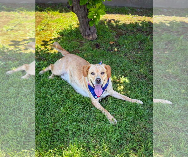Medium Photo #17 Labrador Retriever-Unknown Mix Puppy For Sale in San Diego, CA, USA