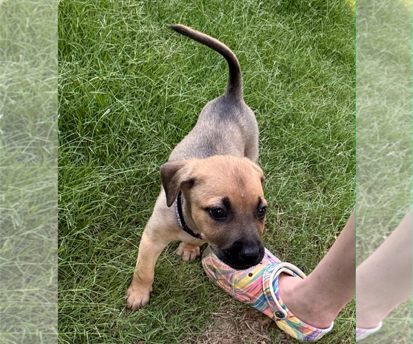 Medium Photo #3 Labrador Retriever-Unknown Mix Puppy For Sale in Holly Springs, NC, USA