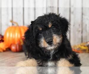 Aussie-Poo Puppy for sale in MOUNT VERNON, OH, USA