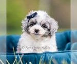 Small Photo #99 Maltipoo (Miniature) Puppy For Sale in WARSAW, IN, USA