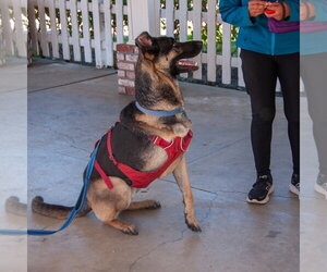 Milo - Male German Shepherd Dog-Unknown Mix Dog for Adoption - Photo #4