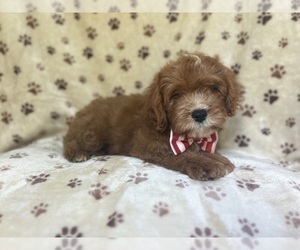 Cavapoo (Miniature) Puppy for sale in LAKELAND, FL, USA