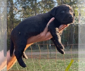 Labrador Retriever Puppy for sale in OSYKA, MS, USA