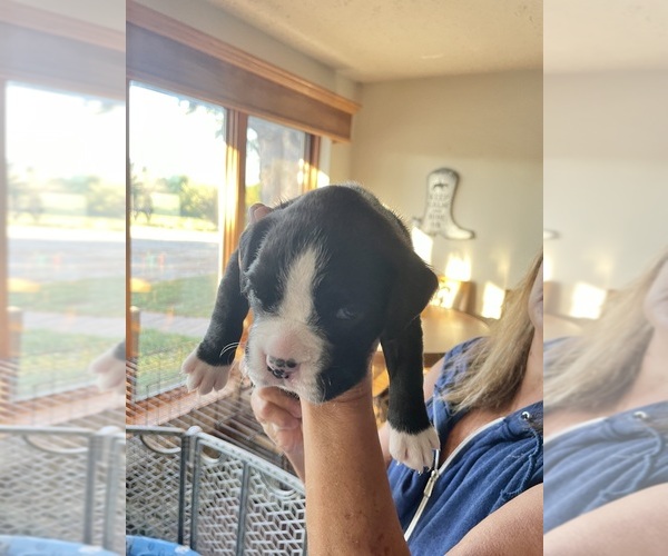 Medium Photo #1 Boxer Puppy For Sale in DAVEY, NE, USA