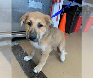 German Shepherd Dog-Unknown Mix Dogs for adoption in Chula Vista, CA, USA