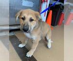 Small German Shepherd Dog Mix