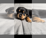 Small Photo #3 Rottweiler Puppy For Sale in NORTON, OH, USA