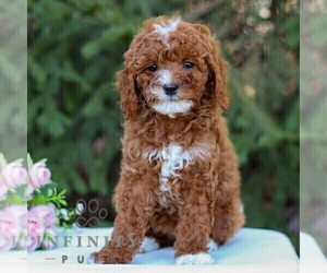 Cavapoo Puppy for sale in EAST EARL, PA, USA