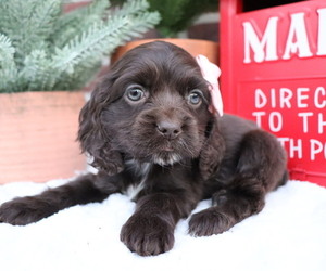 Cocker Spaniel Puppy for sale in HONEY BROOK, PA, USA
