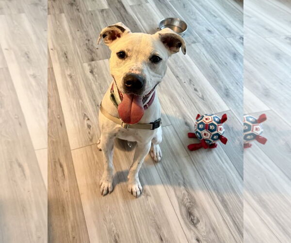 Medium Photo #10 Labrador Retriever-Unknown Mix Puppy For Sale in Royal Palm Beach, FL, USA