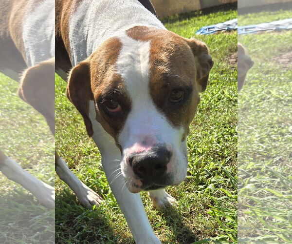 Medium Photo #4 Boxer-Unknown Mix Puppy For Sale in Newfoundland, PA, USA