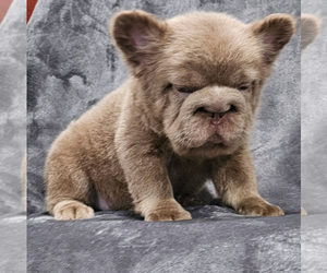 French Bulldog Puppy for sale in BEVERLY HILLS, CA, USA