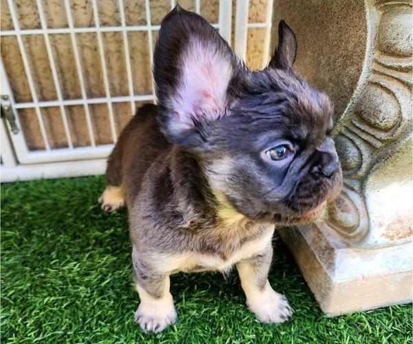 Medium Photo #8 French Bulldog Puppy For Sale in LAS VEGAS, NV, USA