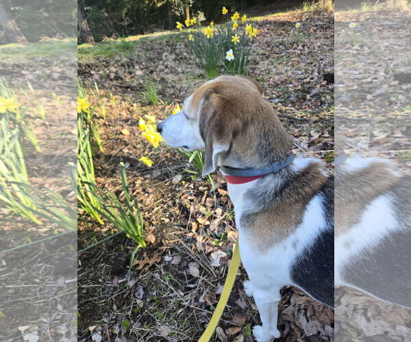 Medium Photo #12 Mutt Puppy For Sale in Oakhurst, NJ, USA