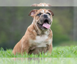 Small #14 Bulldog