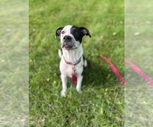 American Pit Bull Terrier-Unknown Mix Dogs for adoption in Germantown, OH, USA