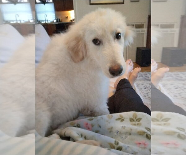 Medium Photo #20 Great Pyrenees-Unknown Mix Puppy For Sale in Houston, TX, USA