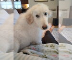 Small #19 Great Pyrenees Mix