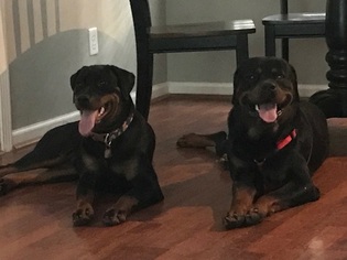 Mother of the Rottweiler puppies born on 09/30/2018
