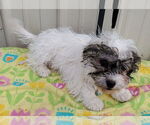 Small #2 Havanese