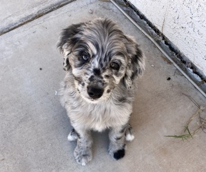 Aussiedoodle Puppy for sale in LAS VEGAS, NV, USA