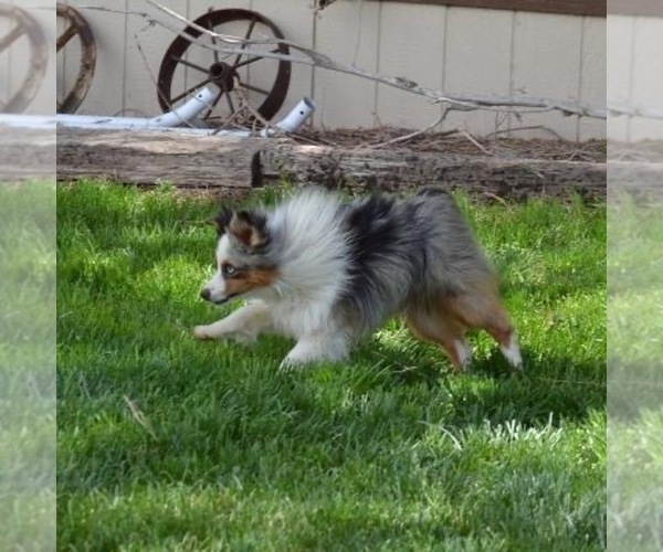 Medium Photo #1 Miniature Australian Shepherd Puppy For Sale in FORT MORGAN, CO, USA