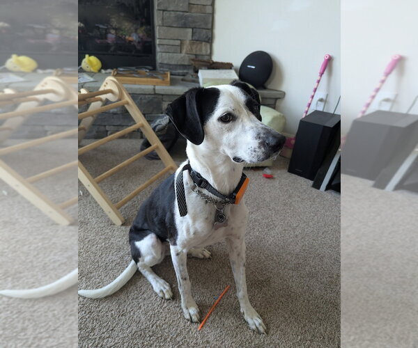 Medium Photo #1 Beagle-Unknown Mix Puppy For Sale in Aurora, IN, USA