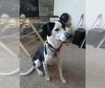 Small Beagle Mix