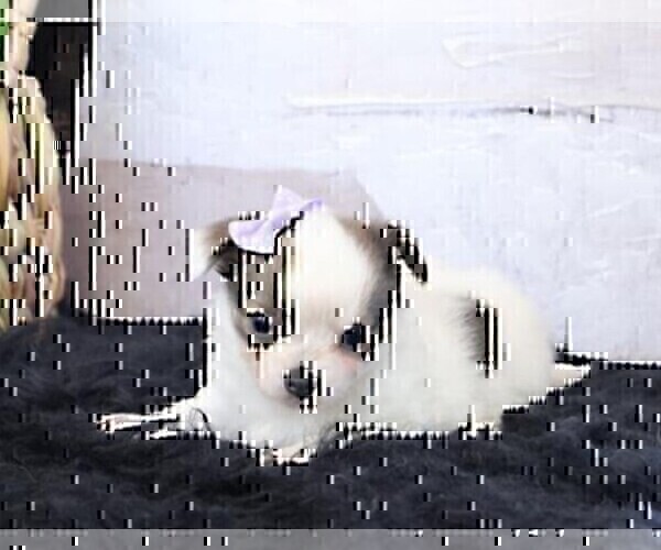 Medium Photo #10 Chihuahua Puppy For Sale in FORT LAUDERDALE, FL, USA