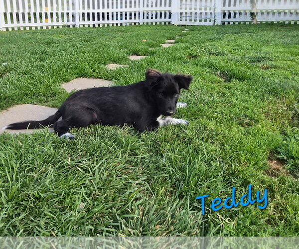 Medium Photo #1 Collie-Unknown Mix Puppy For Sale in Rutledge, TN, USA
