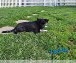 Small Collie Mix
