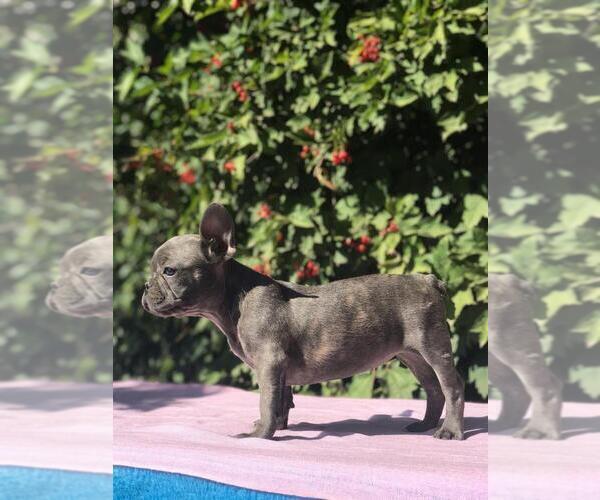 Medium Photo #1 French Bulldog Puppy For Sale in HOUSTON, TX, USA