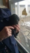 Small Photo #2 Labradoodle Puppy For Sale in STRASBURG, VA, USA