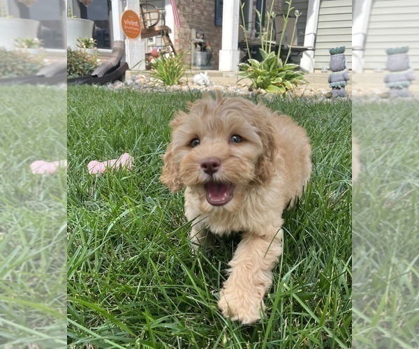 Medium Photo #4 Cavapoo Puppy For Sale in GREENWOOD, IN, USA