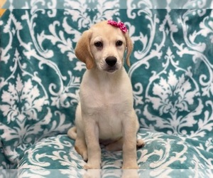 Labrador Retriever Puppy for sale in LAKELAND, FL, USA