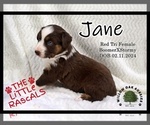 Small Photo #2 Australian Shepherd Puppy For Sale in HIGDON, AL, USA